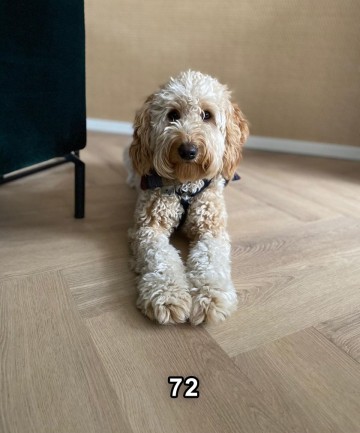 Palazzo visgraat xl 72 fam rosendaal 2